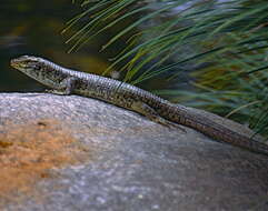 Image of Southeastern Girdled Lizard