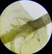 Image of Bifid Crestwort