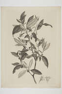 Imagem de Fuchsia excorticata (J. R. & G. Forst.) L. fil.