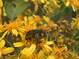 Image of Asian mango flower beetle