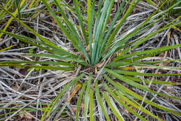 Image of hesperoyucca