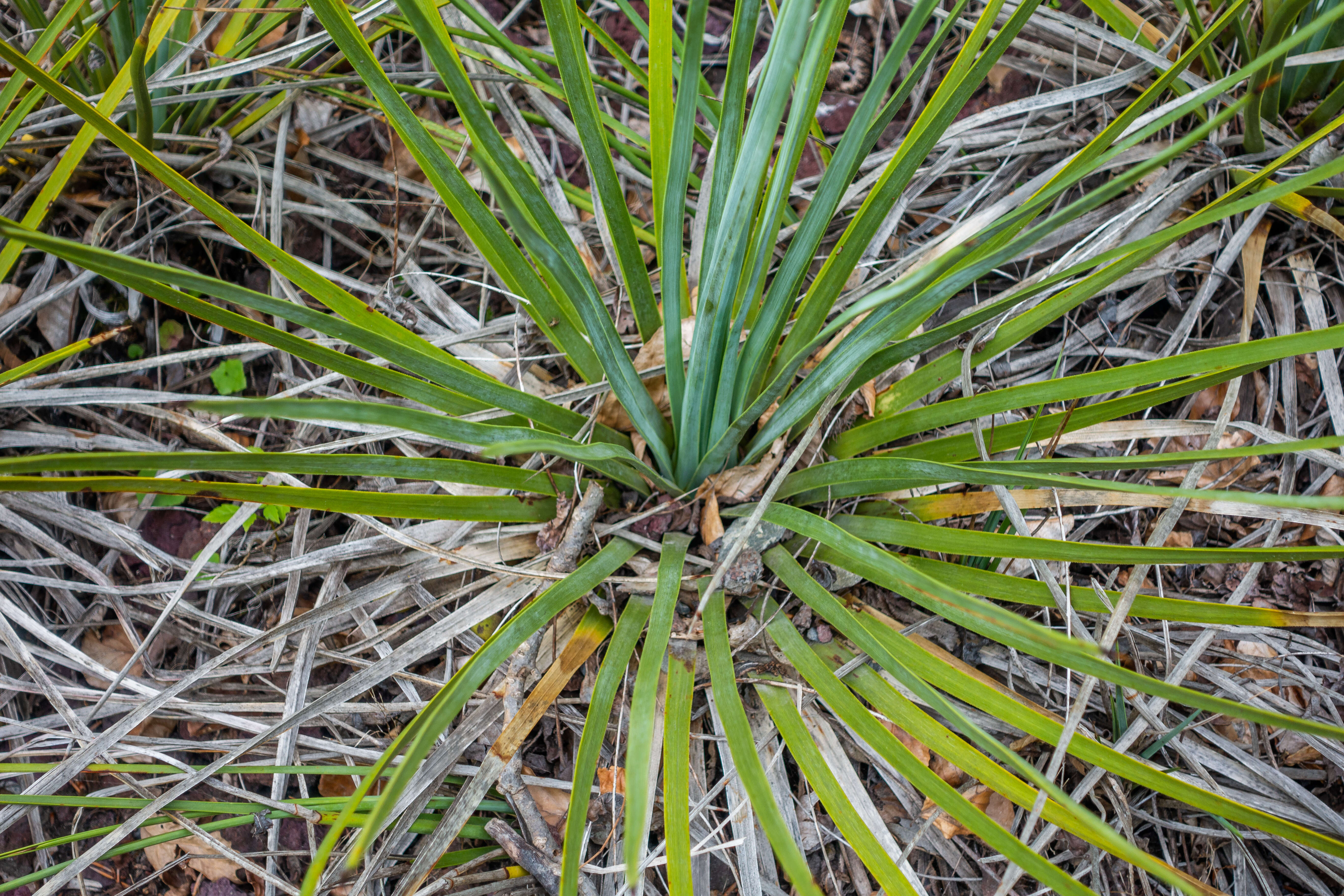 Image of hesperoyucca