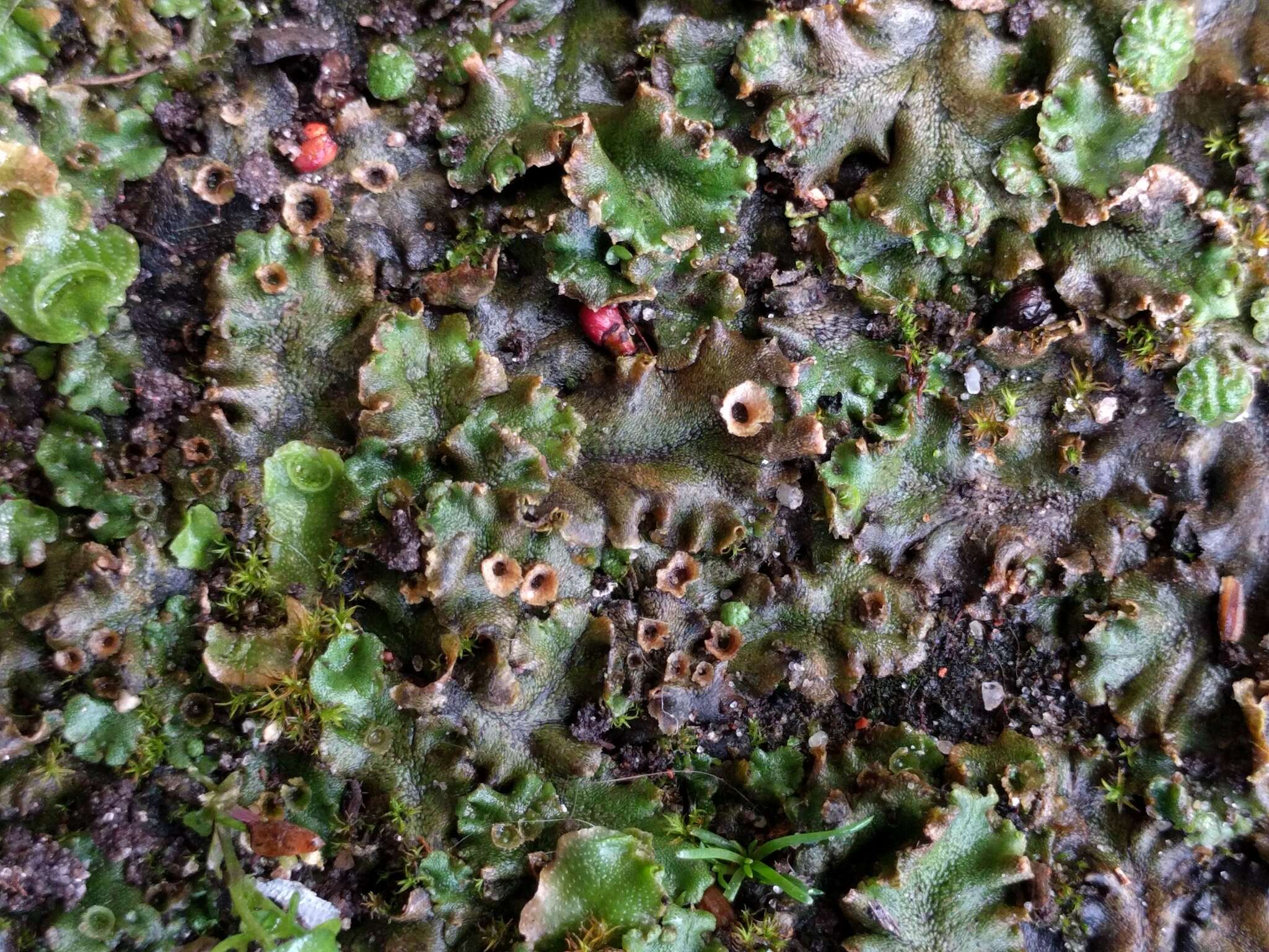 Image of common liverwort