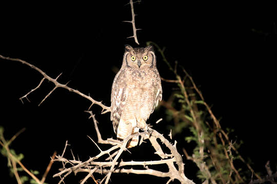 Image of Spotted Eagle-Owl