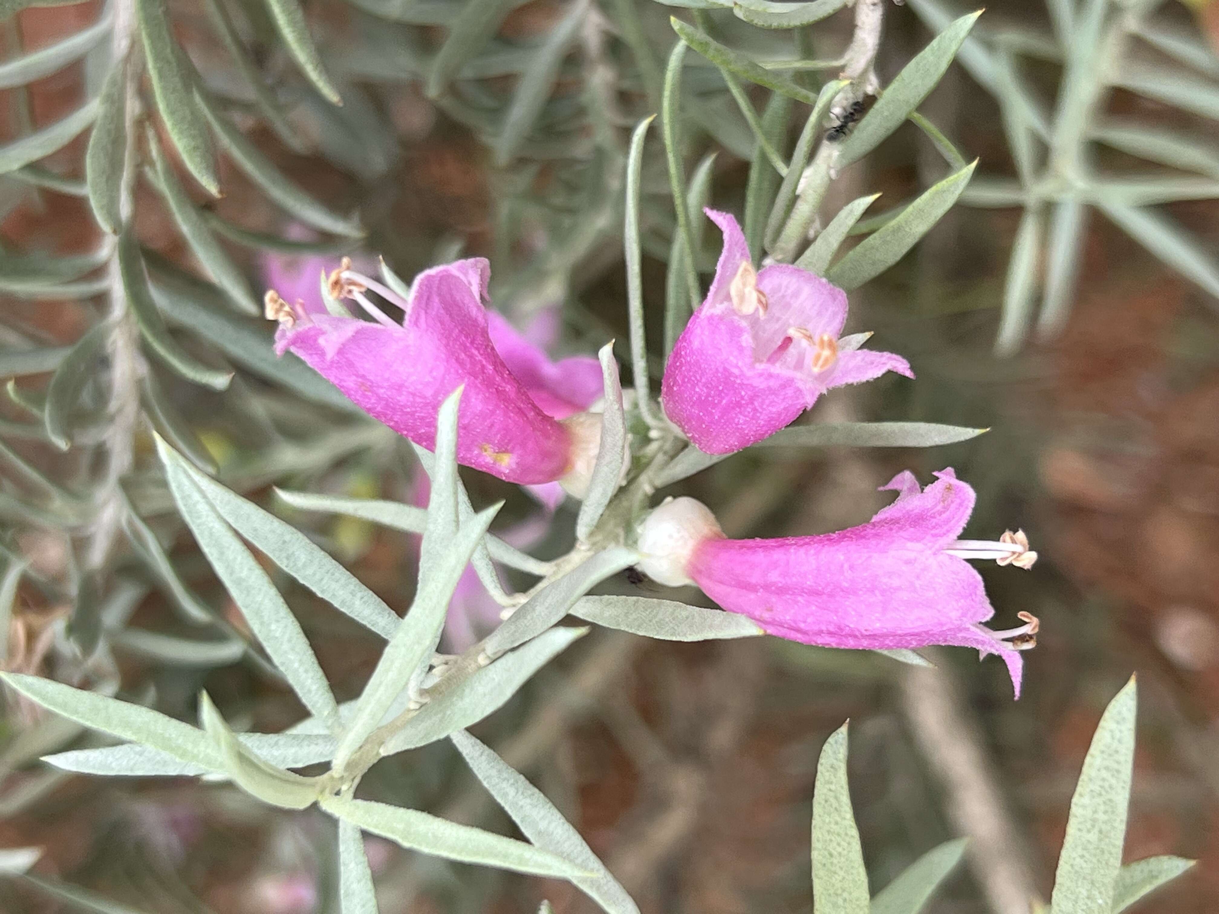 صورة Eremophila youngii F. Muell.