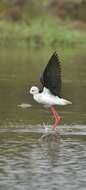 Image of Pied Stilt