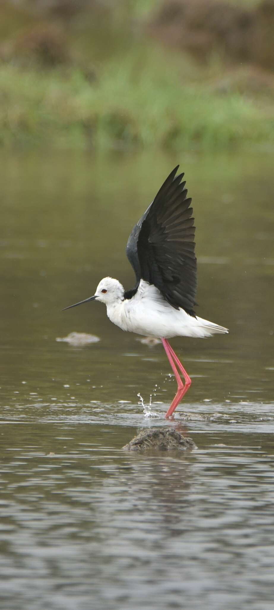 Image of Pied Stilt