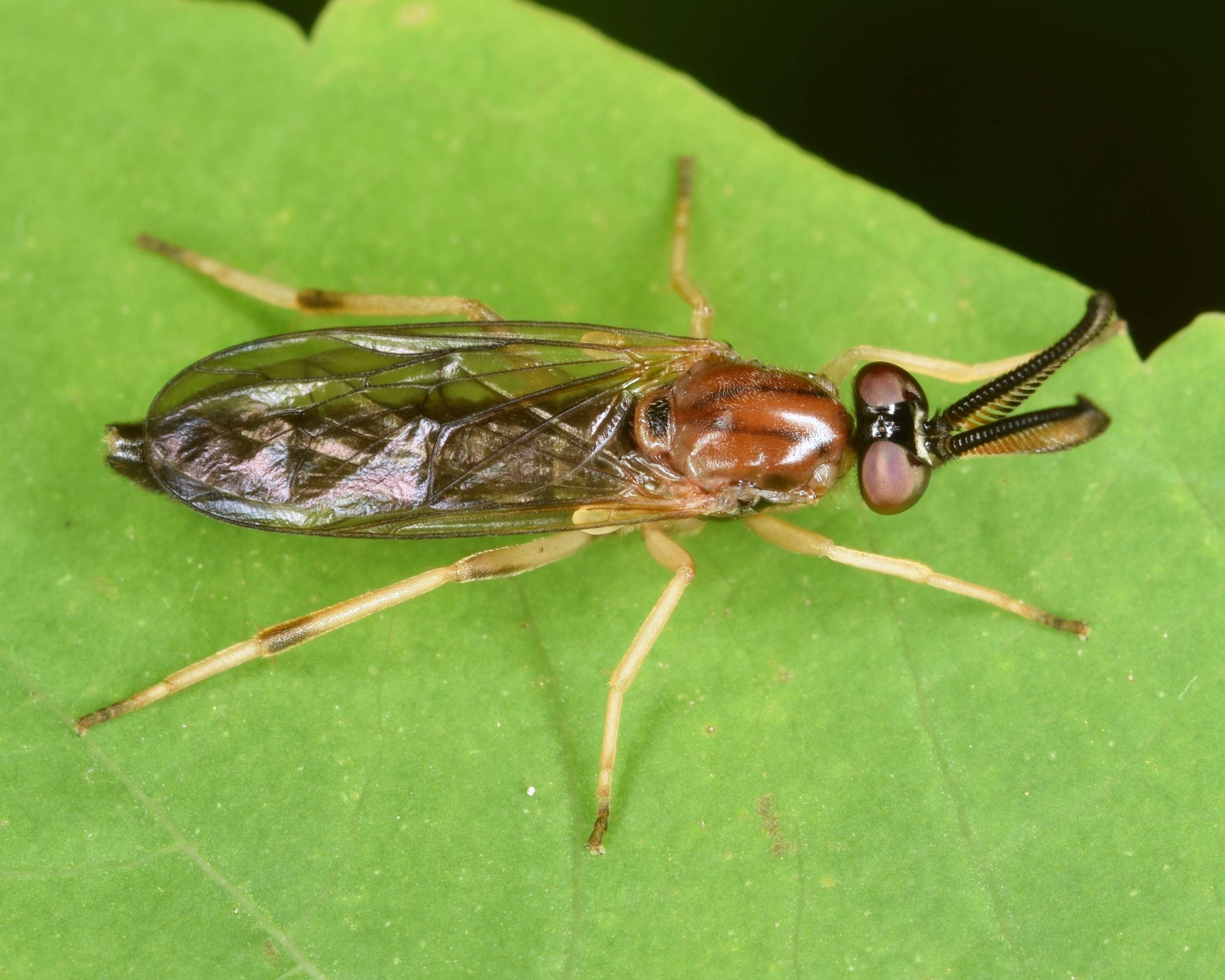 Image of Rachicerus obscuripennis (Loew 1863)