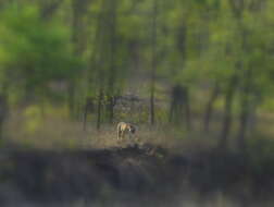 Image of Bengal Tiger