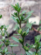 Image of american speedwell