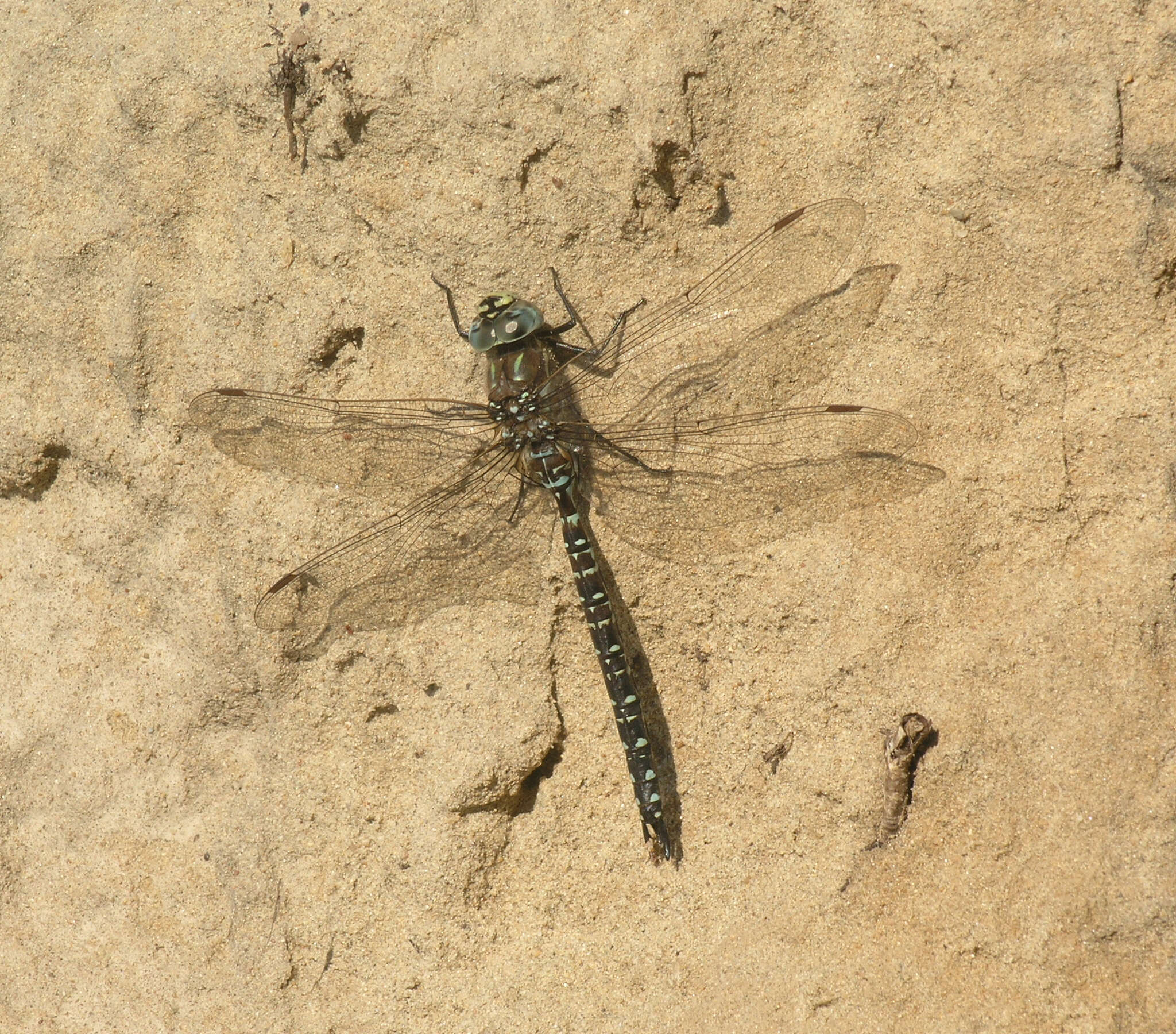 Image of bog hawker