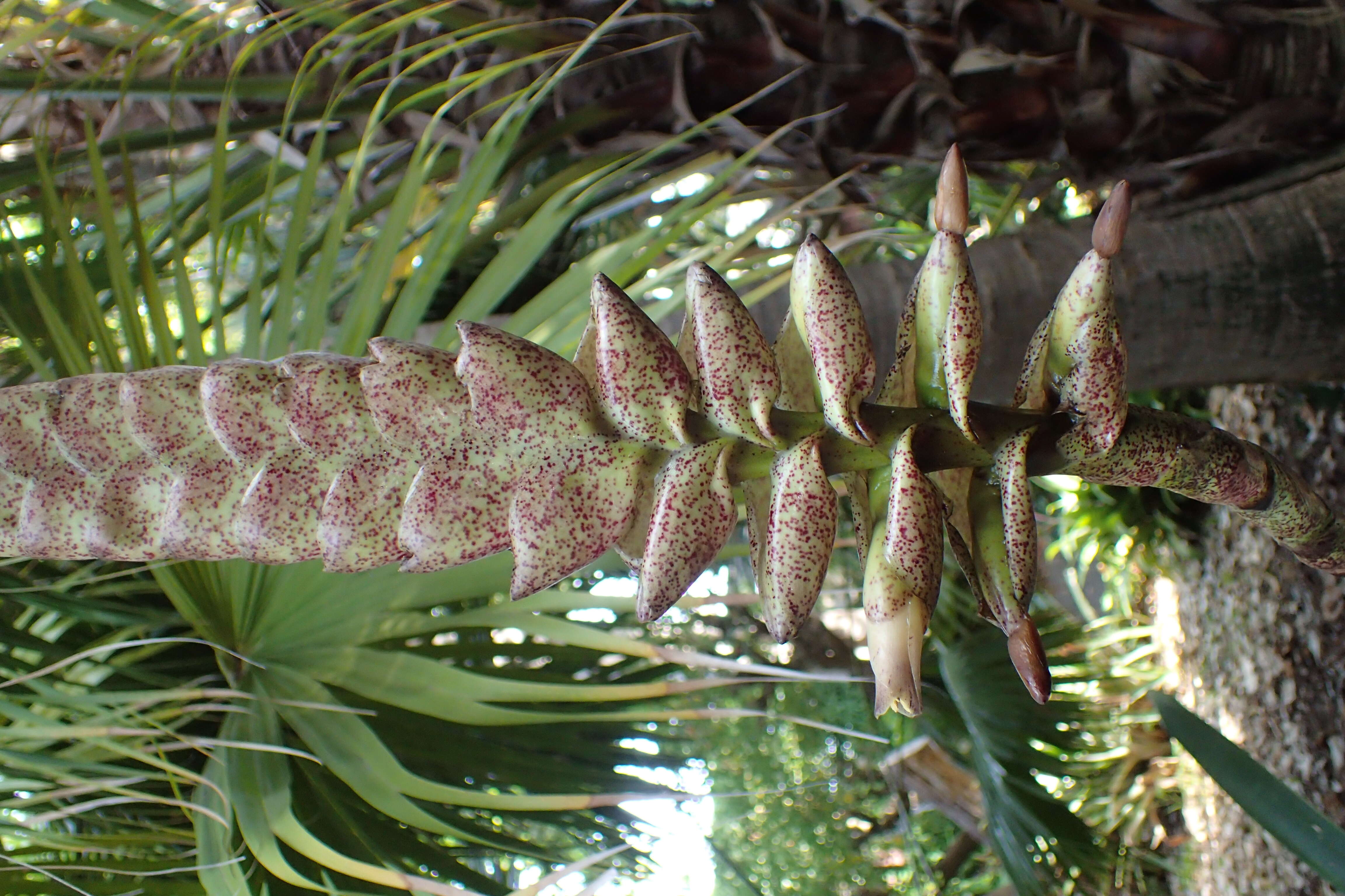 Image of Bromeliad