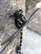 Image of Zebra Clubtail