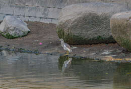 Image of Chinese Pond Heron