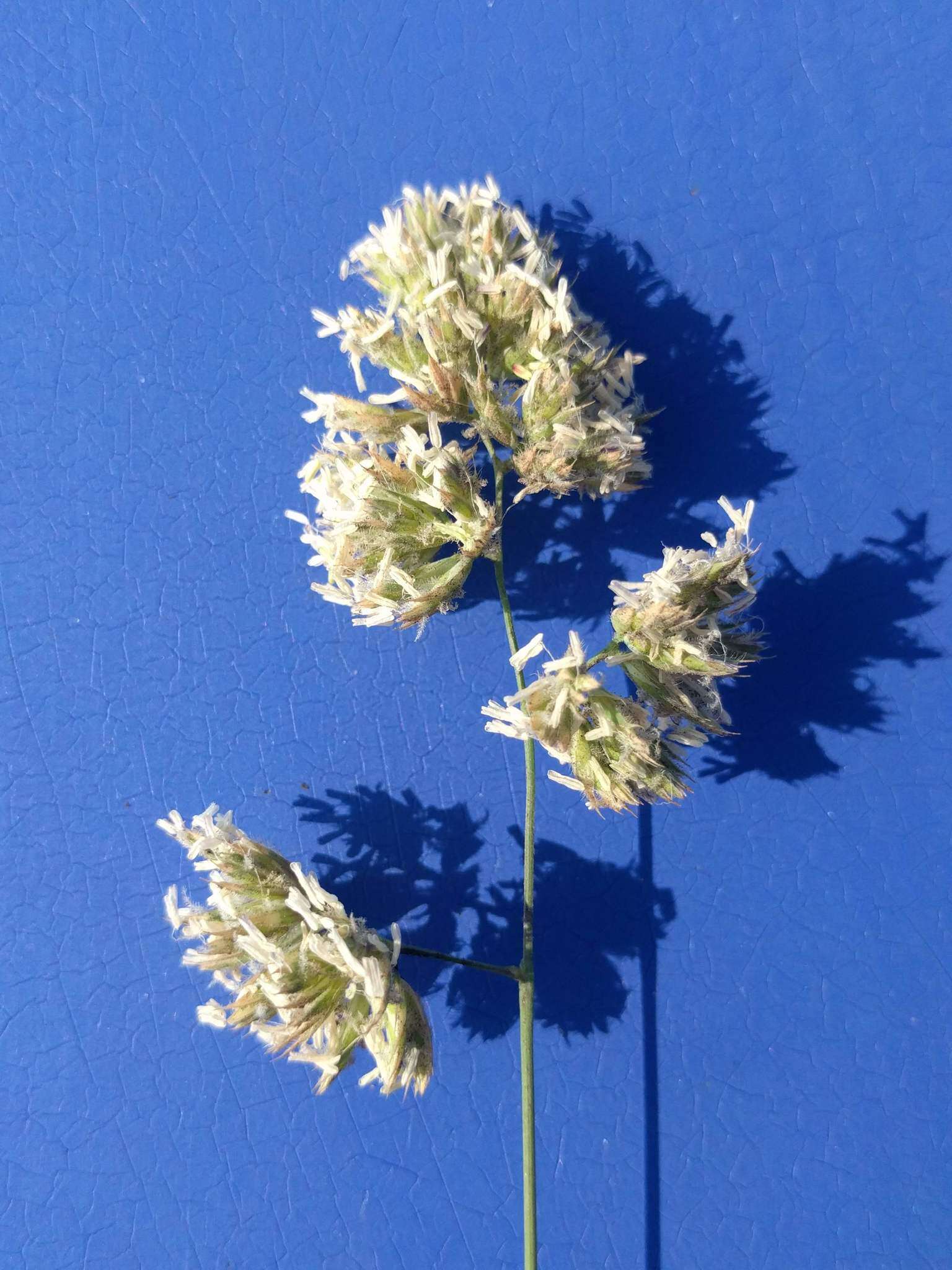 Image of Cocksfoot or Orchard Grass