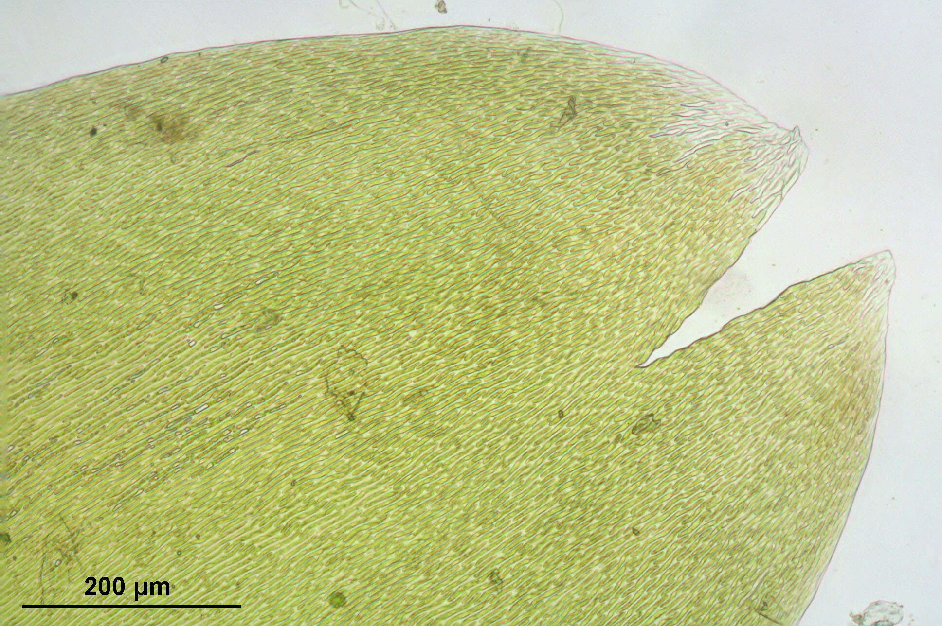 Image of calliergonella moss