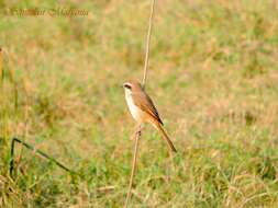 Image of Brown Shrike