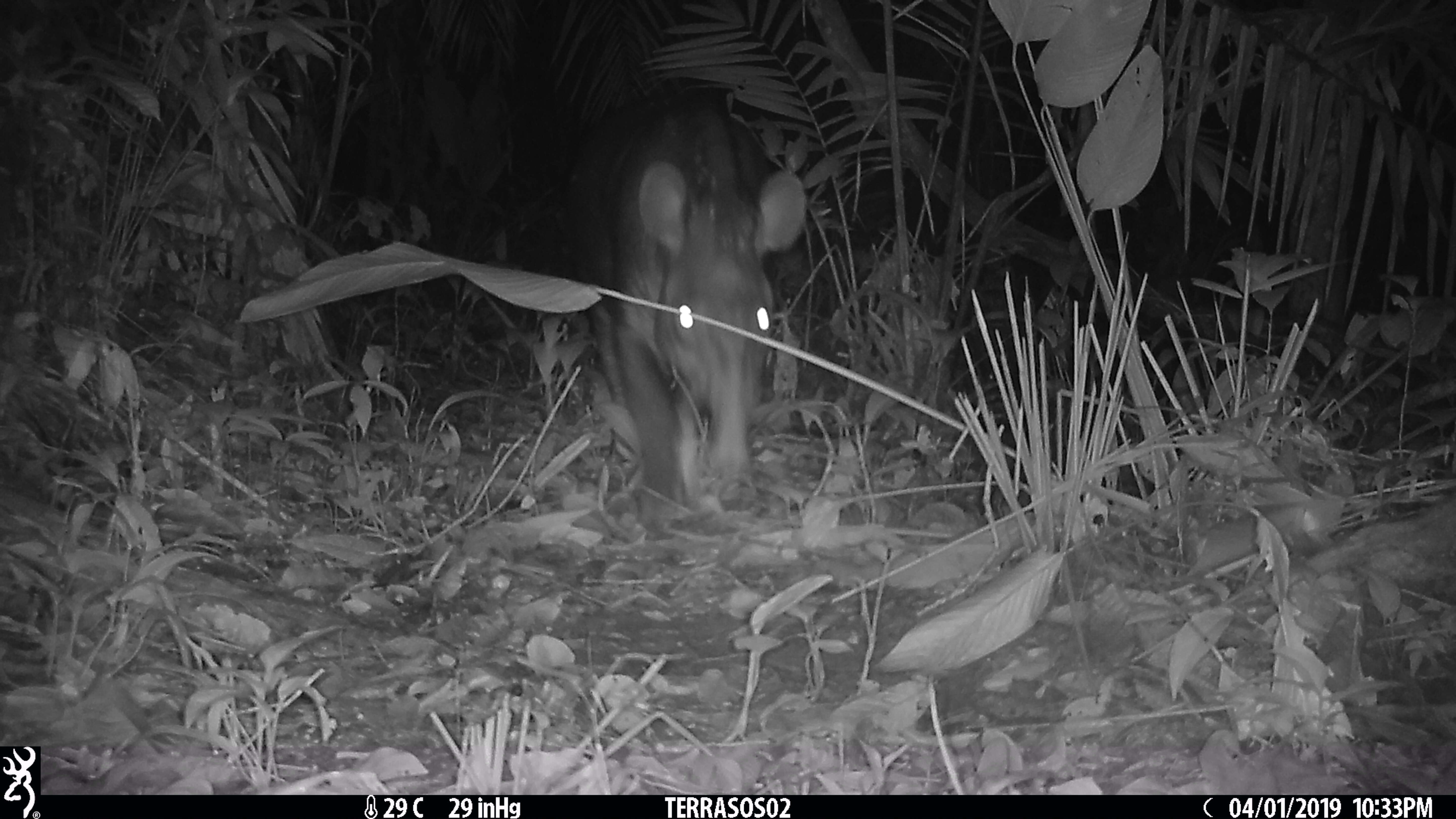 Image of Brazilian Tapir