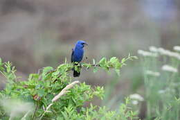 Image of Blue Grosbeak