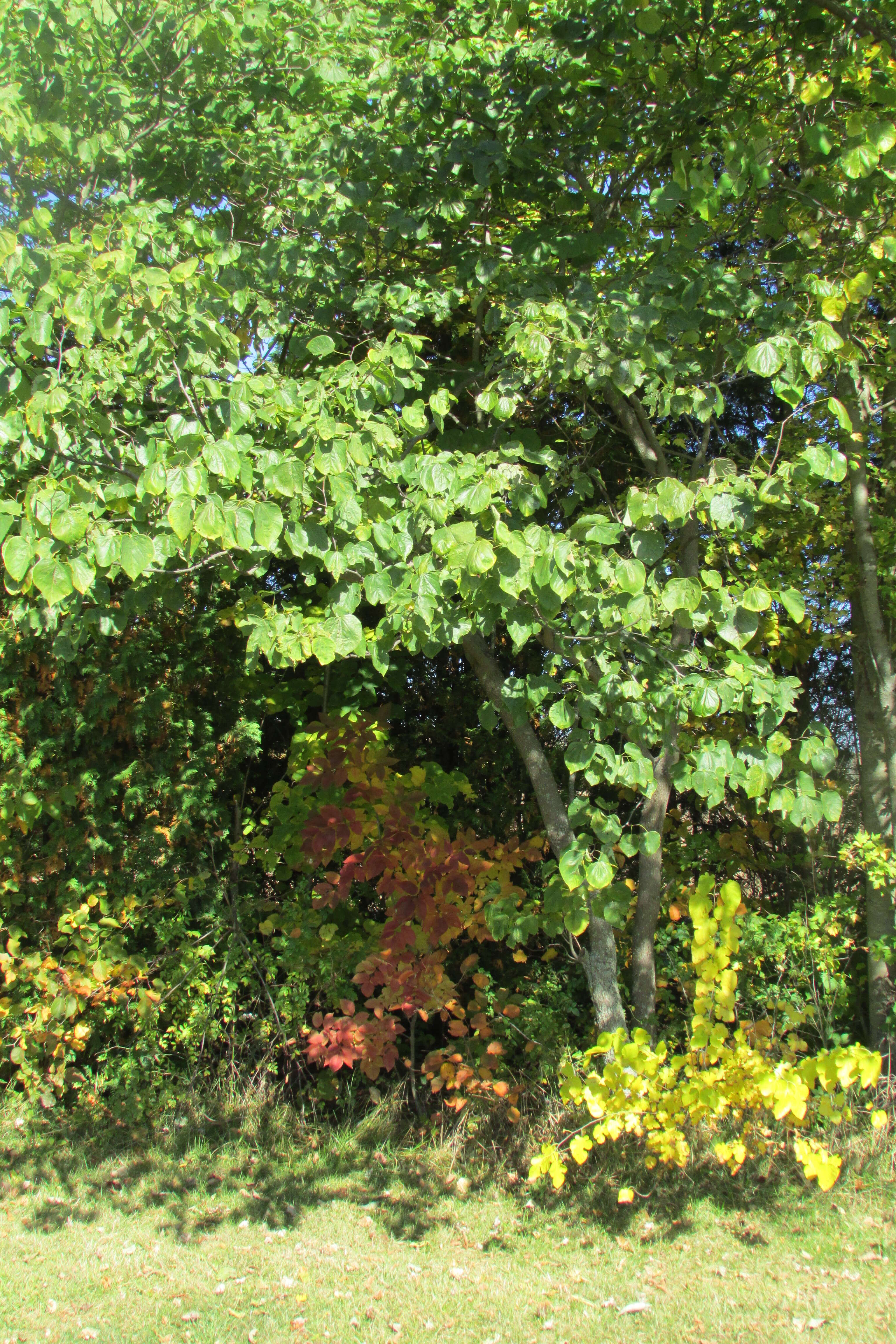 Image of eastern redbud