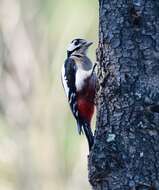 Image of Great Spotted Woodpecker