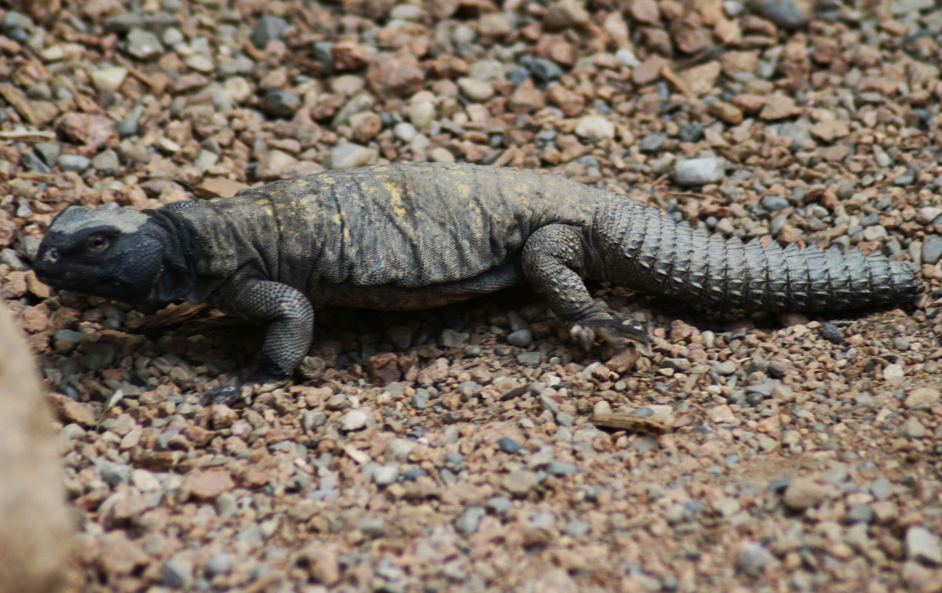 Image of Sudan mastigure