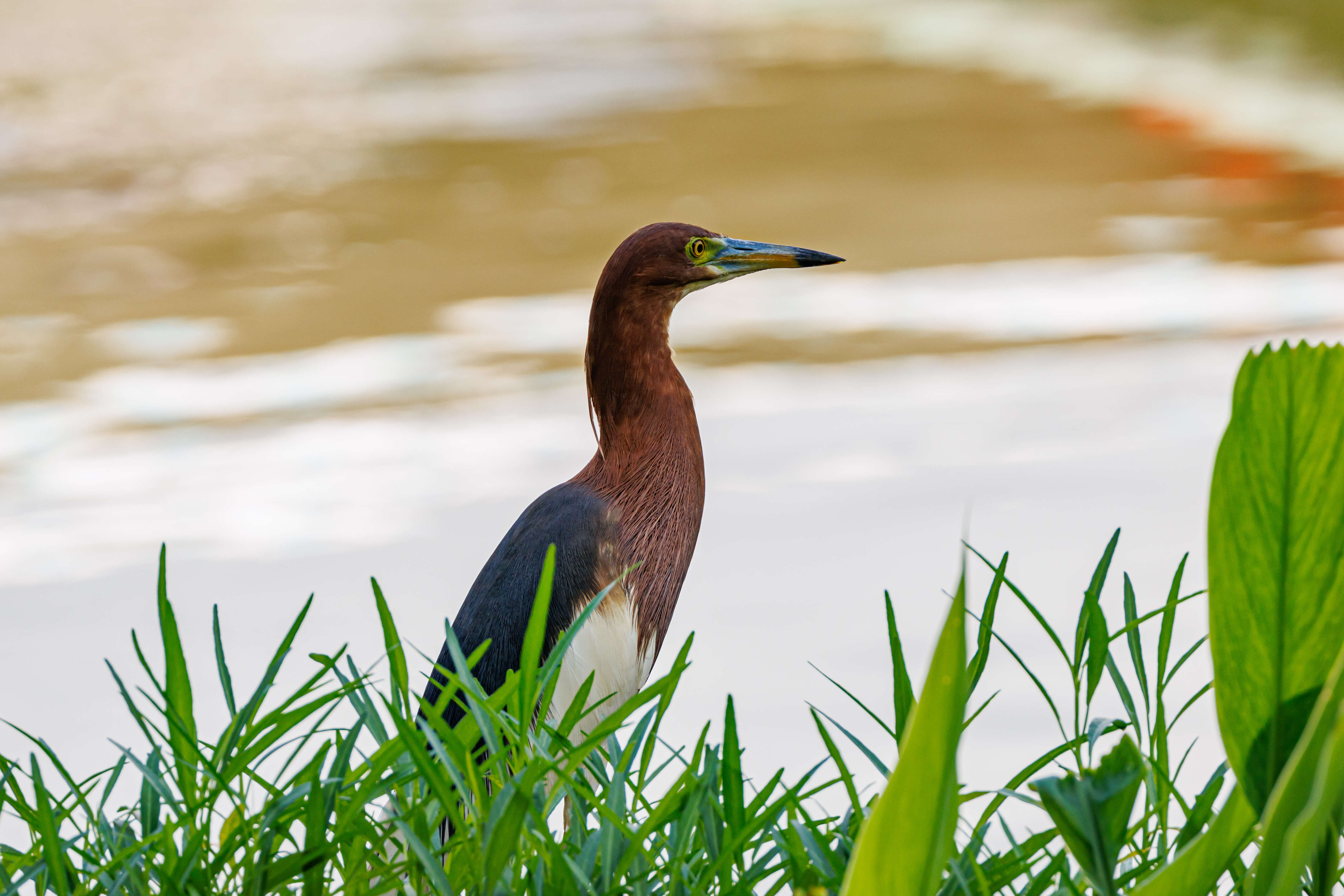 Image of Chinese Pond Heron