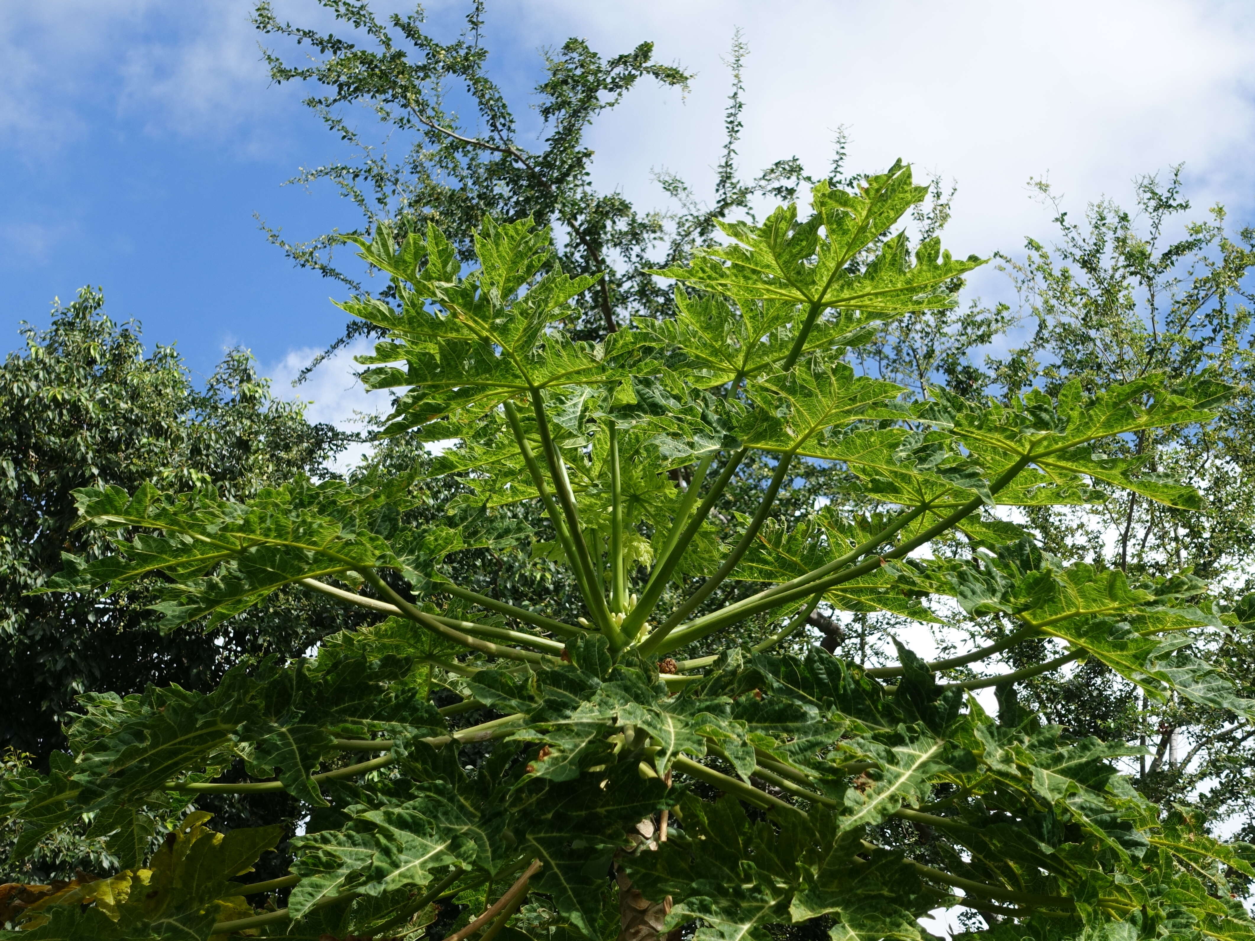 Image of Papaya ringspot virus