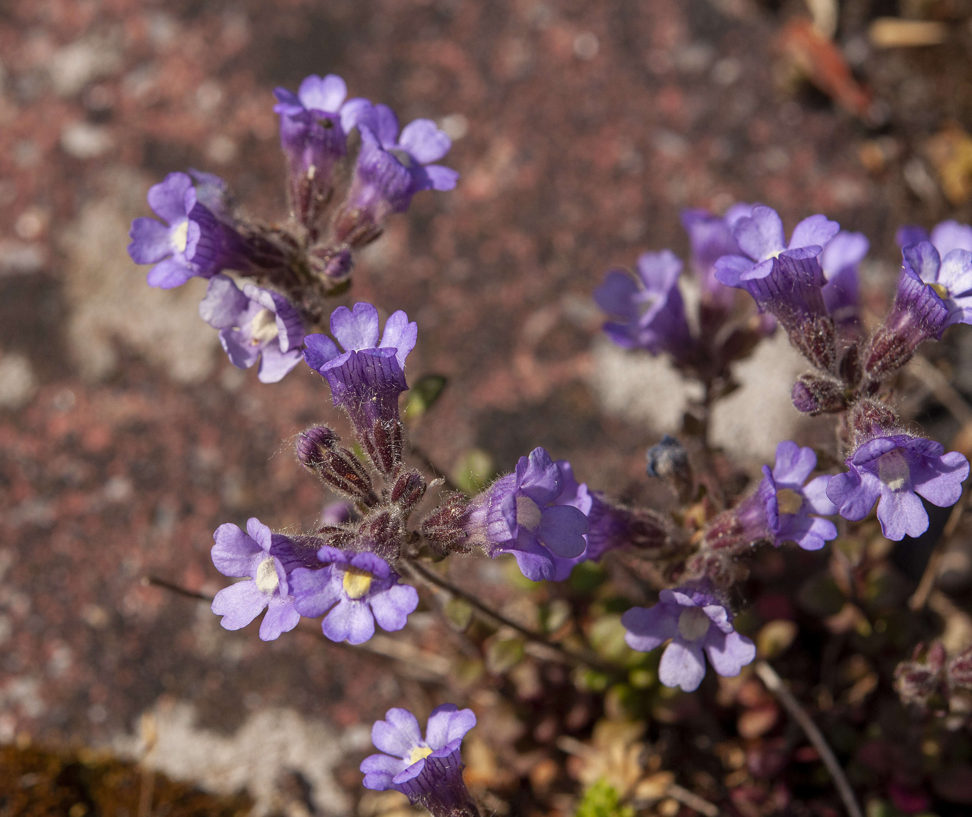 Image of Chaenorhinum origanifolium (L.) Fourr.