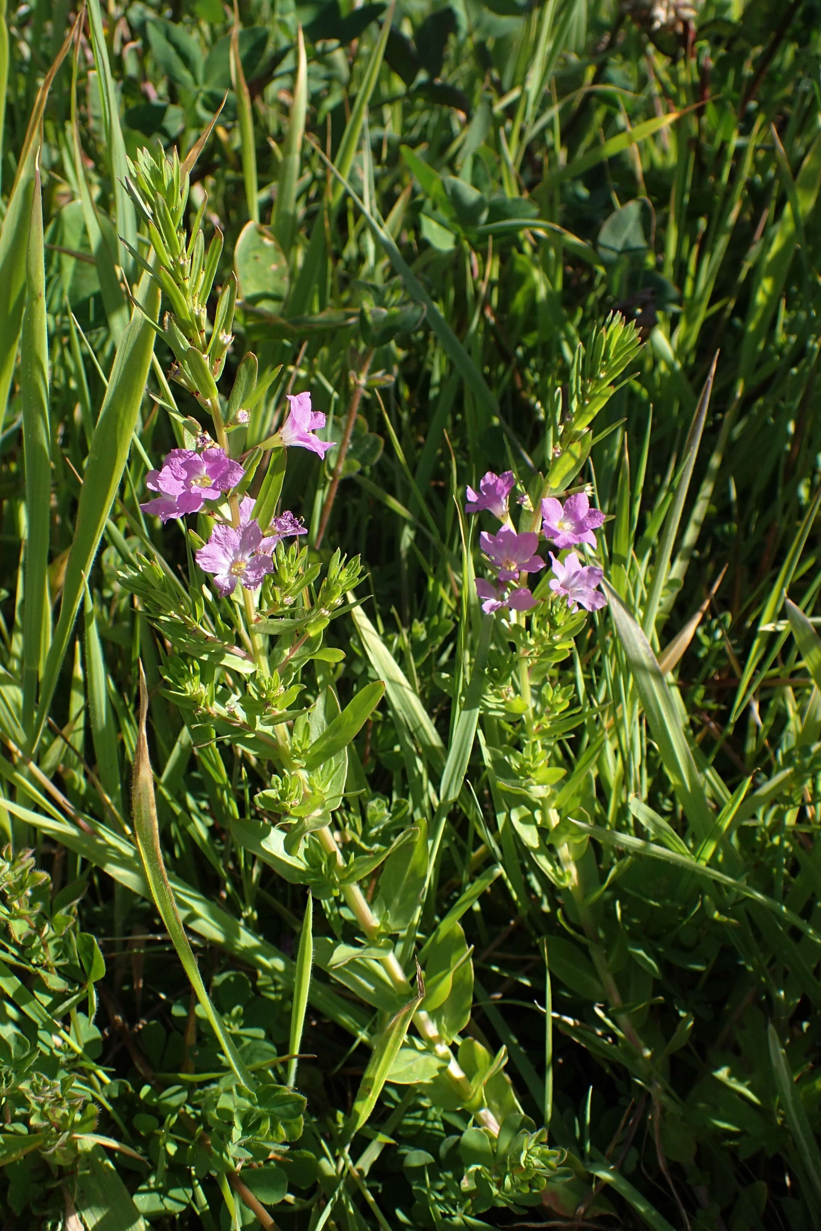 Image of False Grass-poly