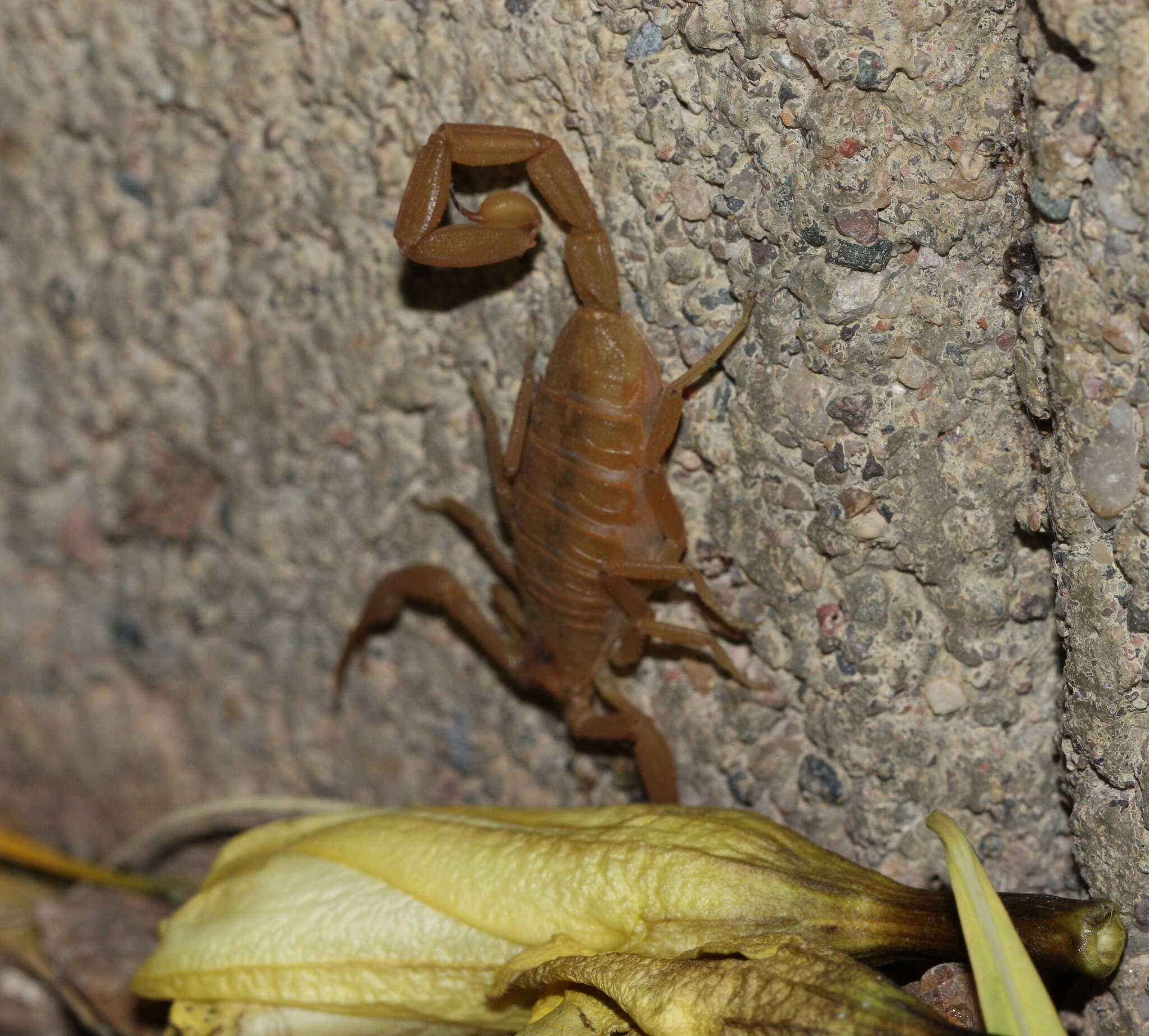 Image of Arizona Bark Scorpion