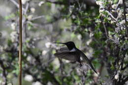 Image of Black-chinned Hummingbird