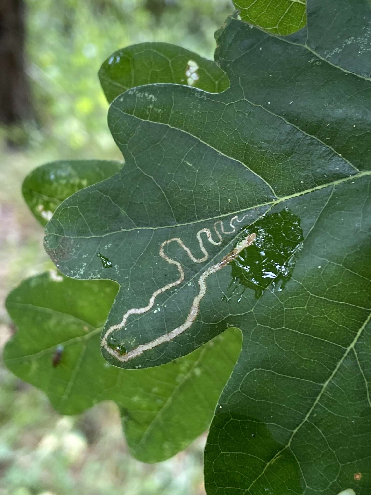 Image de Stigmella basiguttella (Heinemann 1862) Vári 1944