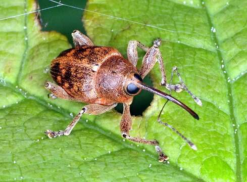 Image of Acorn weevil