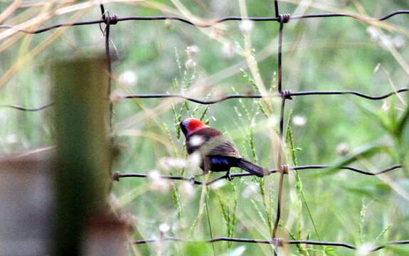 Image of Varied Bunting