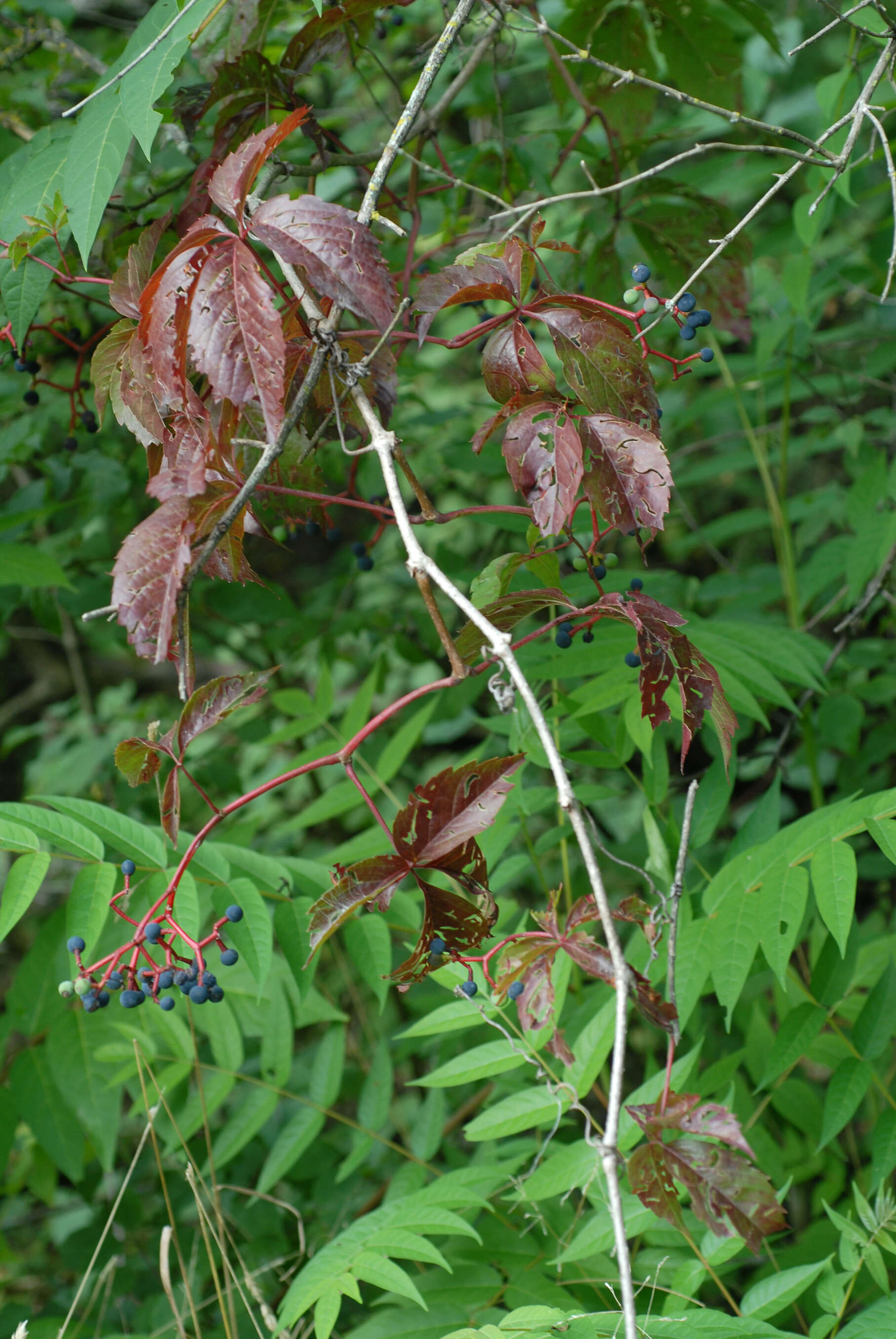 Image de vigne vierge commune