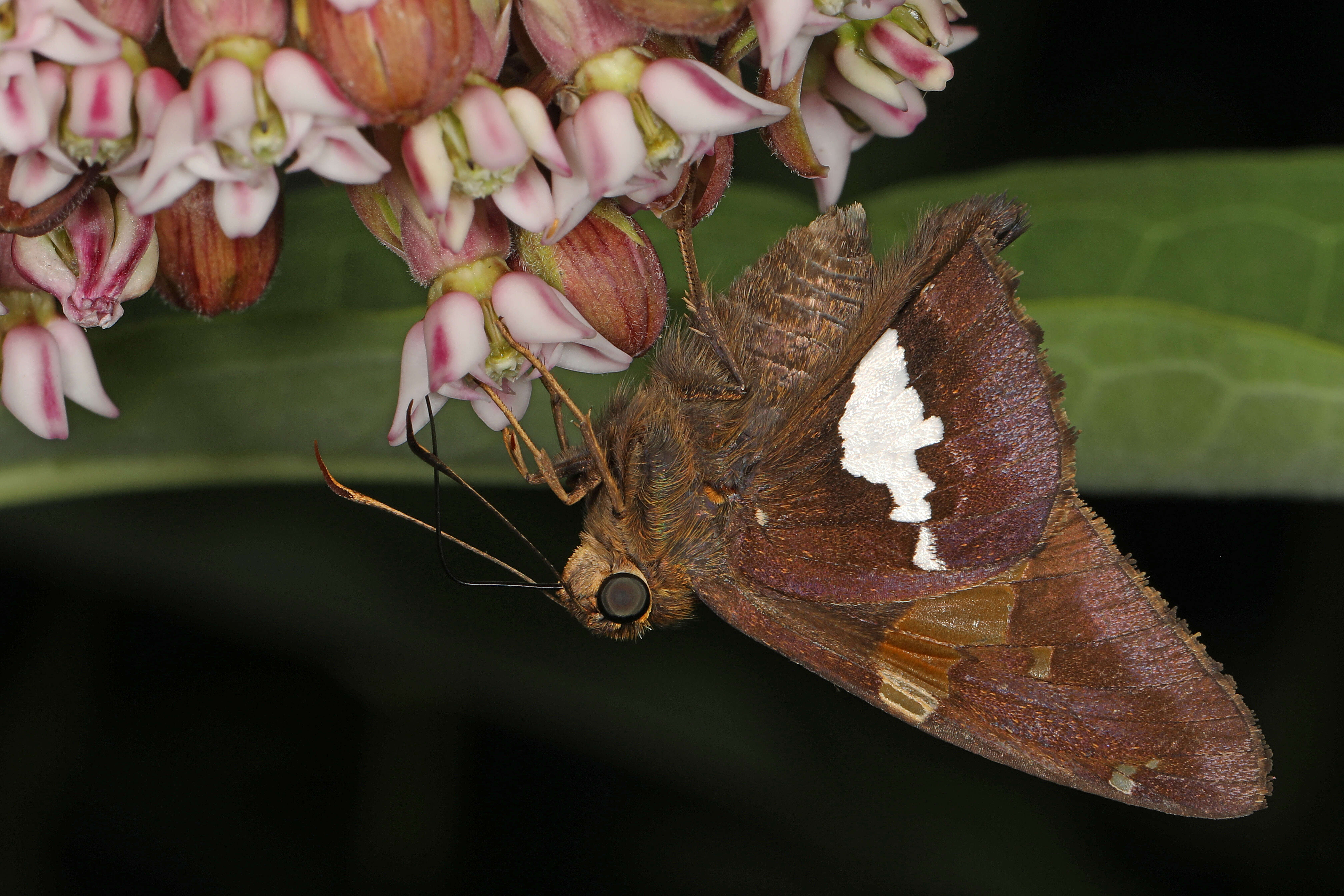 Image of Silver-spotted Skipper