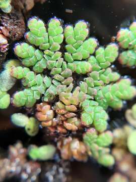 صورة Azolla filiculoides Lam.