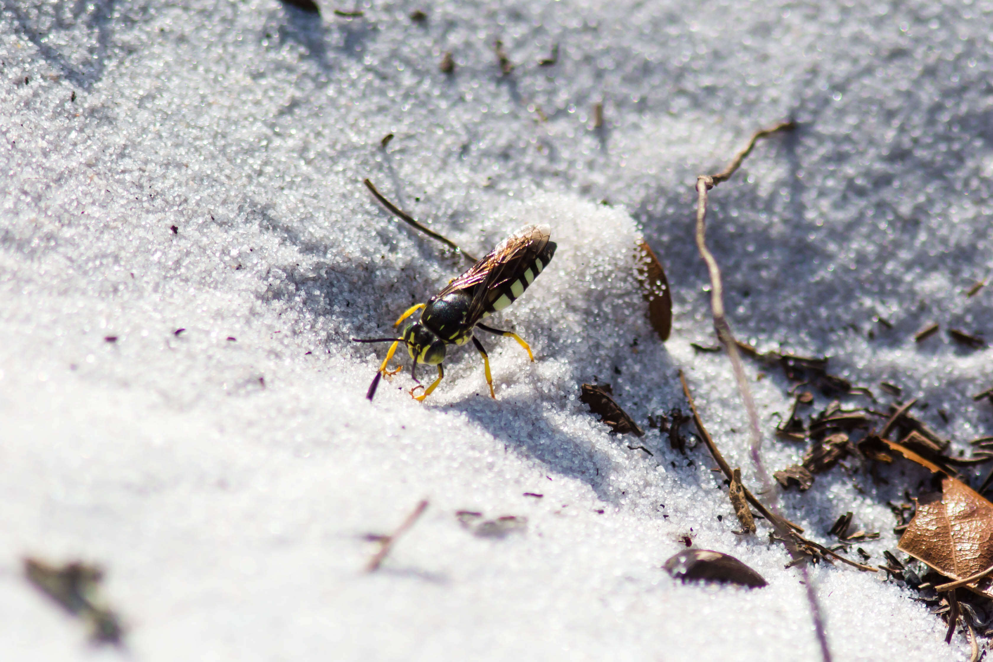 Image of Bicyrtes quadrifasciatus (Say 1824)