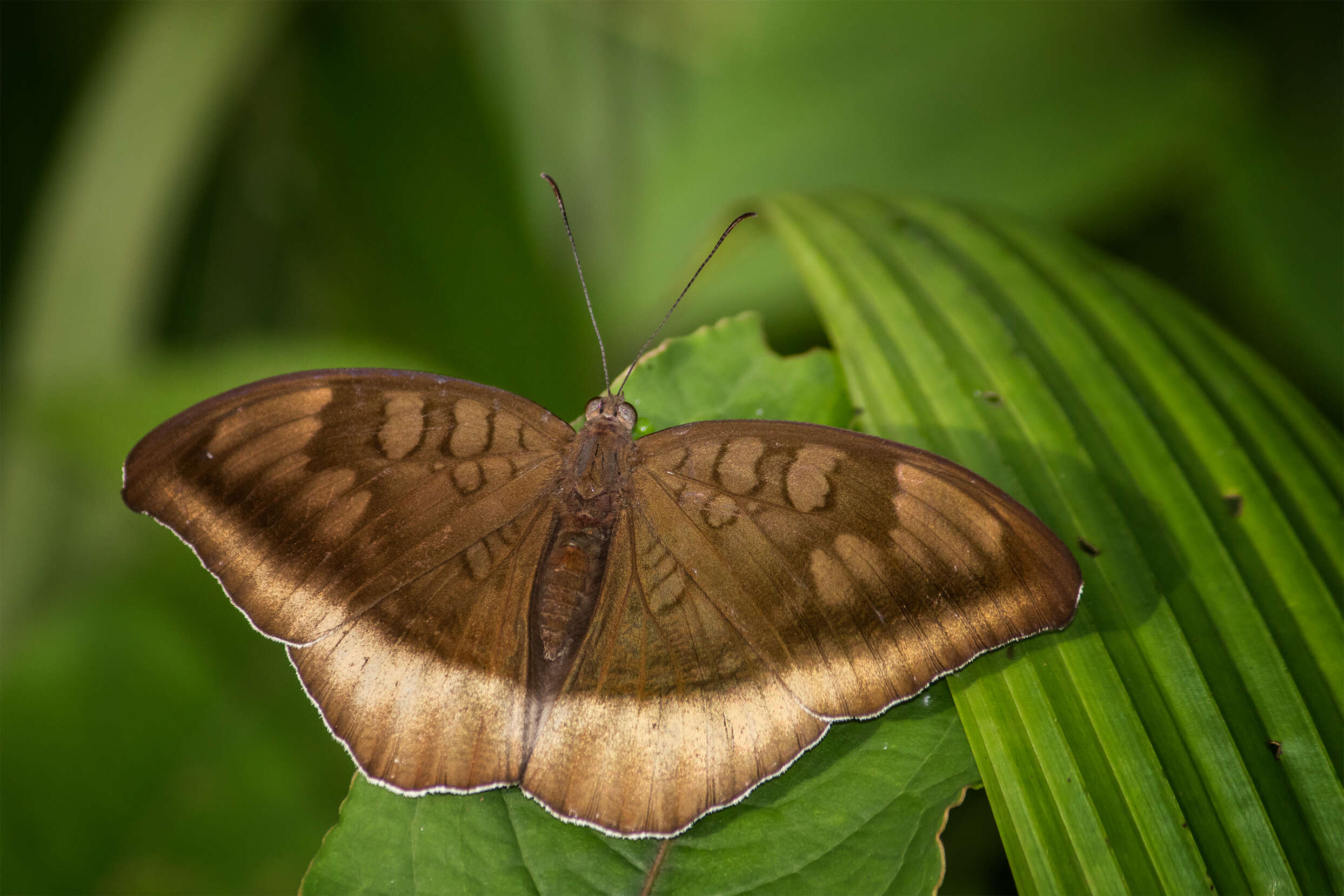 Image of Tanaecia lepidea Butler 1868