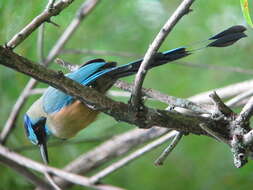 Image de Motmot caraïbe