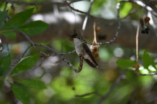 Image of Black-chinned Hummingbird