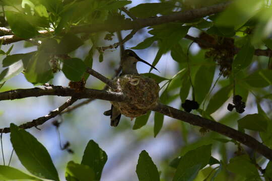 Image of Black-chinned Hummingbird