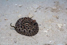 Image of Pygmy Rattlesnake