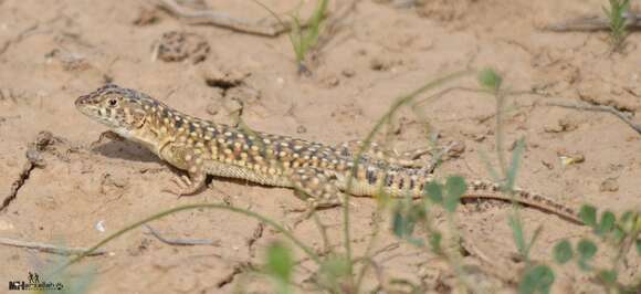 Plancia ëd Acanthodactylus Wiegmann 1834