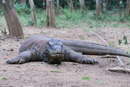 Image of Komodo Dragon