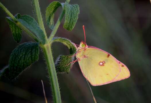 Image of pale cloudedyyellow