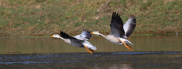 Image of Bar-headed goose