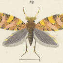 Image of Sabatinca incongruella Walker 1863