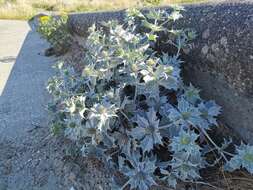 Image of sea-holly